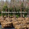 image40quot x75 Feet Gardening Burlap Fabric Roll  Burlap Tree Wrap Weed Barrier Erosion Control Aisle Runner Multipurpose Natural Jute Fabric High Density Material