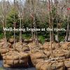 image60quot x 16 Feet Gardening Burlap Fabric Roll  Tree Wrap Weed Barrier Erosion Control Aisle Runner Multipurpose Natural Fabric High Density Jute Fiber MaterialBeige